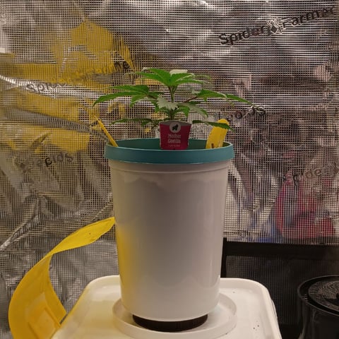 TentPlantLightFan — vegetative, day 27