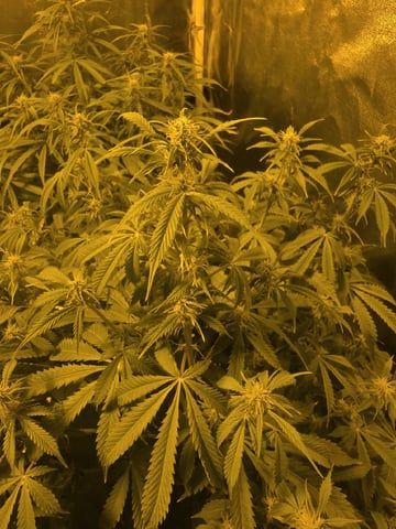 Autos AGAIN — flower, day 64