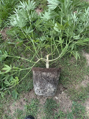 2026 Outdoor — flower, day 84