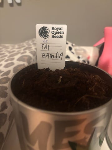 banana x Pink runtz — seedling_rooting, day 3