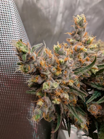 Black African Magic — flower, day 128