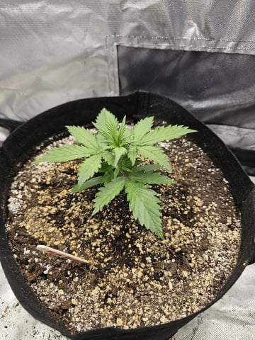 Blue Dream — vegetative, day 25