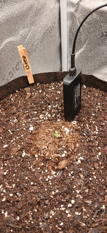 newest ggs setup grow — seedling_rooting, day 7