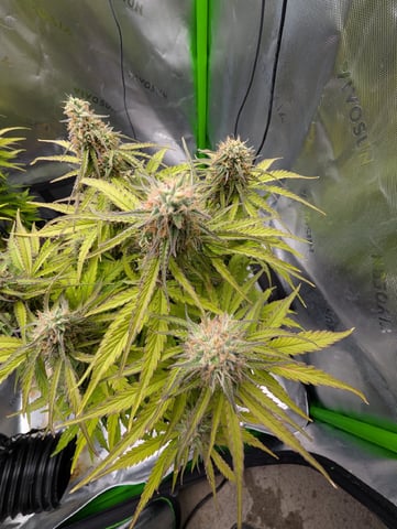 Titan F1 grow  — flower, day 70