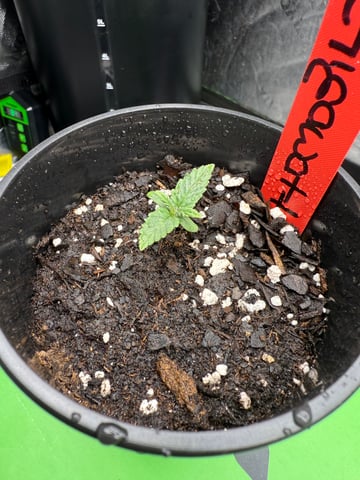 peaceful grow 1 — seedling_rooting, day 4