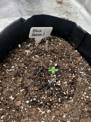 SSH and BD — seedling_rooting, day 6