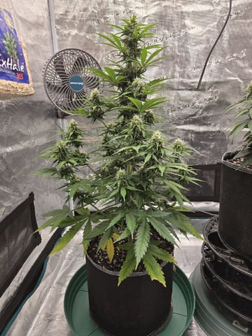 StrawZ (autoflower) — flower, day 64