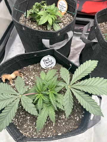 BloodMoon Gelato — vegetative, day 28