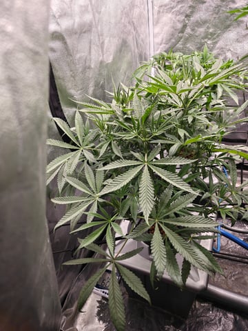 indoor grow 1 — flower, day 55