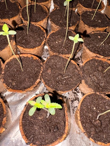 Muliflex — seedling_rooting, day 3