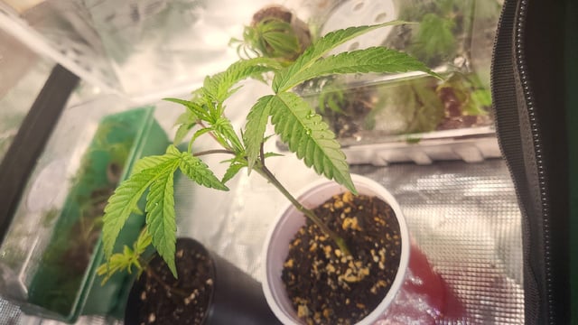 2x2x4 — vegetative, day 28