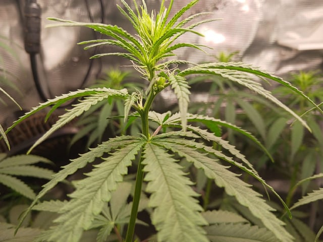 2nd Grow 2026  — flower, day 48