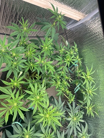 trying some bag seeds — flower, day 41
