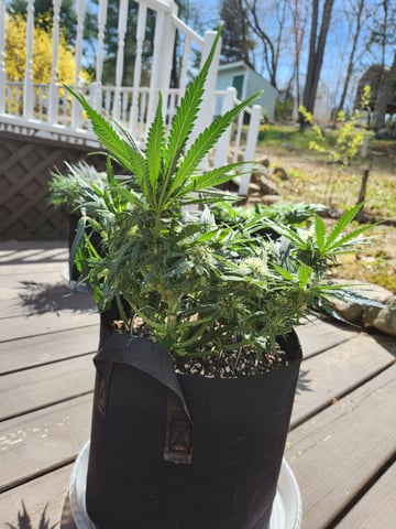 Autoflower grow. my first grow  — flower, day 52