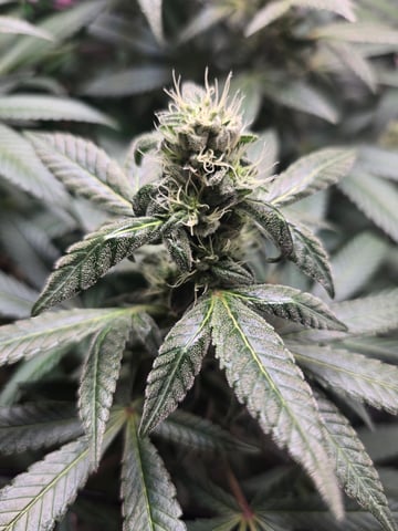 NUMERO UNO — flower, day 15