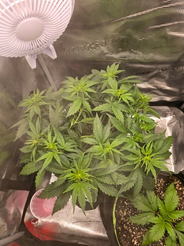 blue dream auto — vegetative, day 32