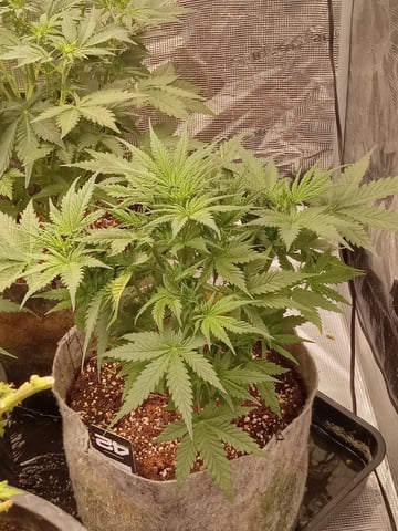 5 Autos — vegetative, day 6