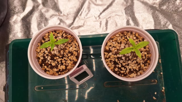 Gorilla Girl Autopot — seedling_rooting, day 16