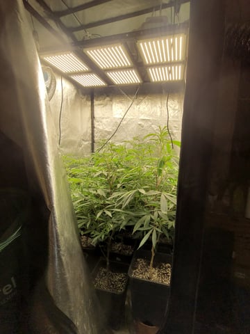 #3 — flower, day 32