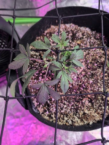 2025-26 — vegetative, day 14