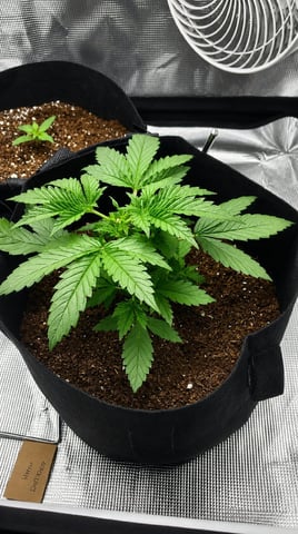 Bubba KUSH — seedling_rooting, day 16