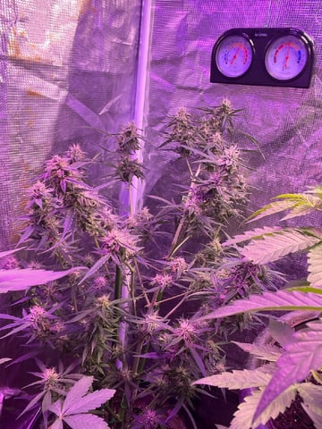 Banana  — flower, day 79