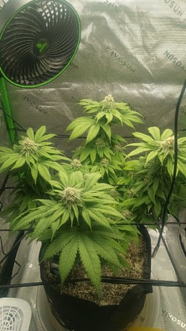 Critical Purple Kush — flower, day 113