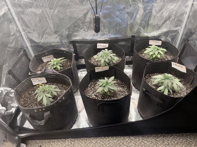 Goofy’s Grow  — vegetative, day 31