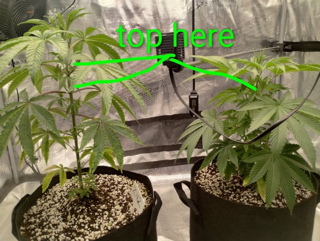Photo Time📸🕞 — vegetative, day 44