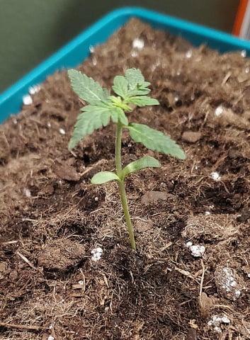 Plant 10A — seedling_rooting, day 4