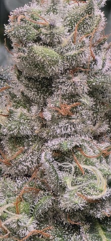 Maple Nectar  — flower, day 94