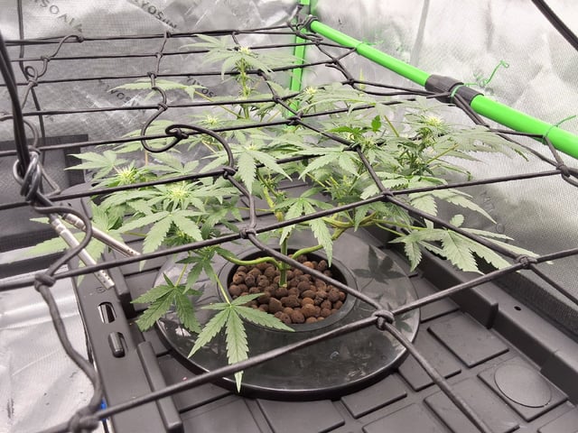 BABY SISTER — flower, day 52