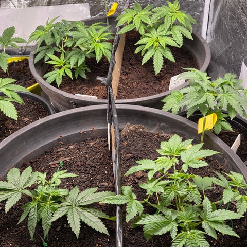 1st indoor grow 8 smaller plan t s — vegetative, day 22