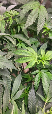 1st grow indoors(cardboard box to 2x2x4 to 5x5x6) — vegetative, day 49