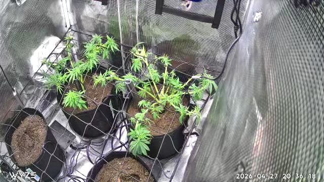 Blue Dream Feminized 