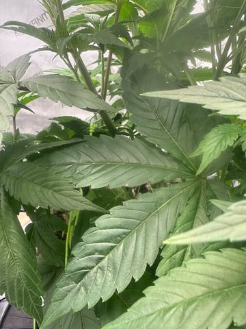 tropickle — vegetative, day 29