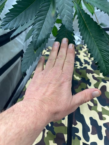 The Bling  — vegetative, day 60