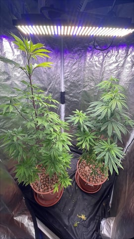 Tangie — vegetative, day 54