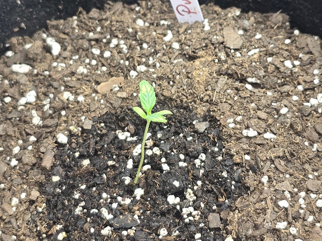 3rd Auto Grow — seedling_rooting, day 28