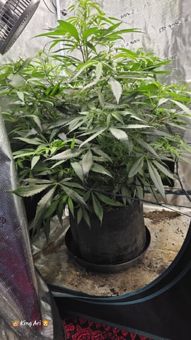 Slightly Stoopid Fruits  — vegetative, day 6