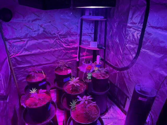 Oklagrow — grow_setup, day 3