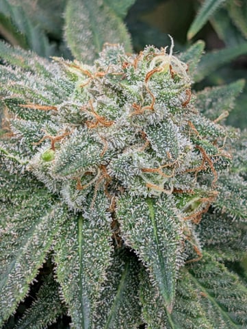 memphisto 3 bears OG, ethos high note r1 — harvest, day 87