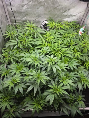 ethos genetics  — flower, day 63