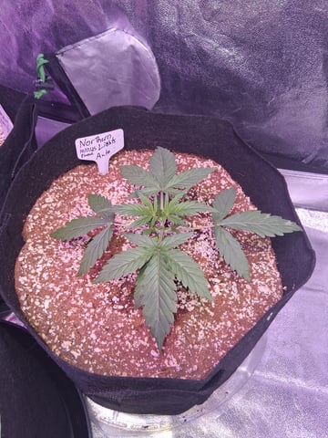 first auto grow — vegetative, day 19