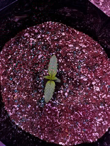 Autoflowers — seedling_rooting, day 8