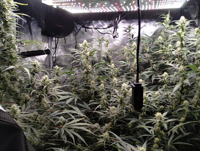 First grow — flower, day 74