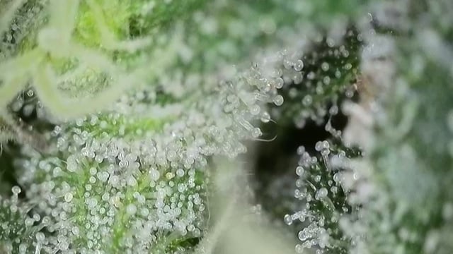 Girl Scout Cookies  — flower, day 163