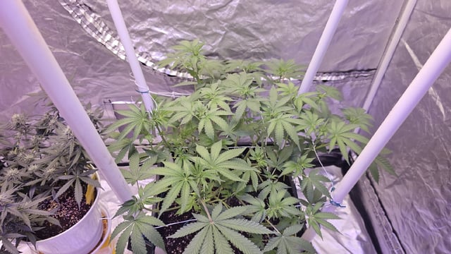 first grow adventure  — flower, day 65