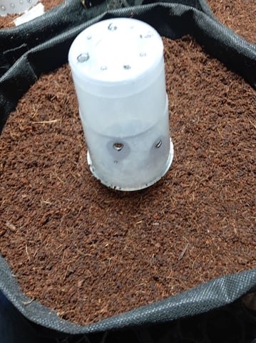 Strawberry Banana auto 2