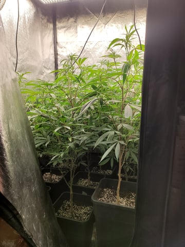 #3 — flower, day 32